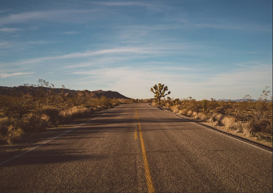Joshua Tree Road II By Bethany Young