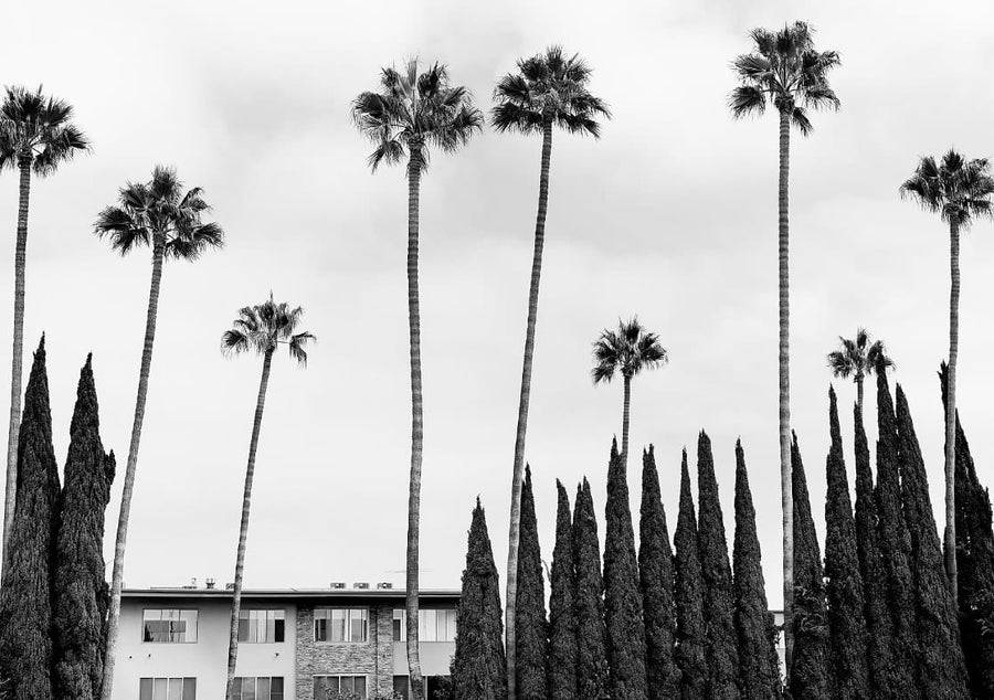 LA Palms By Robin Skjoldborg