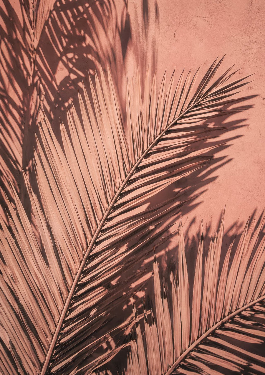 Moroccan Palm Tree