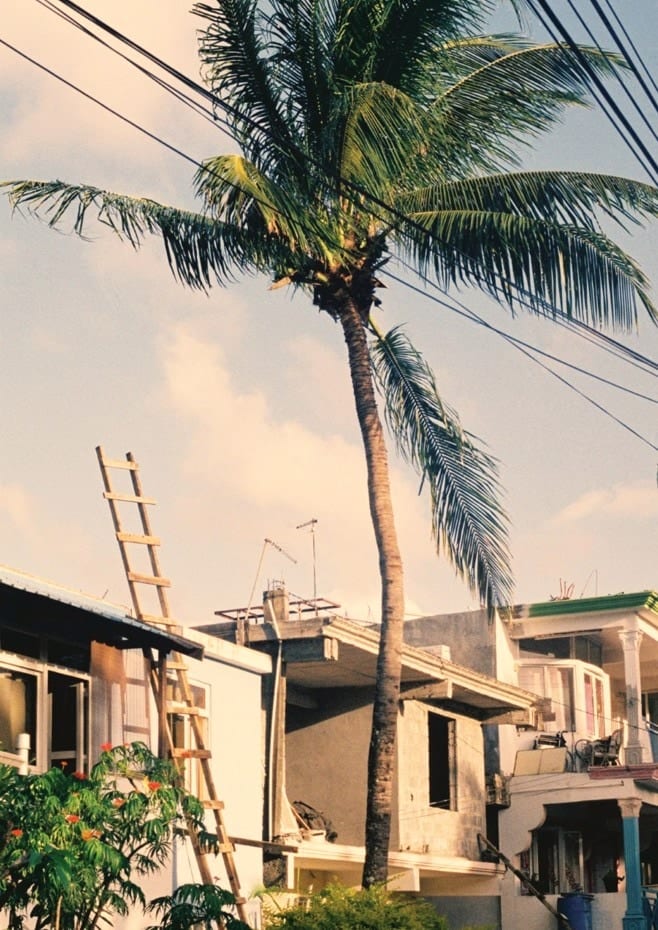Palm Ladder By byDai