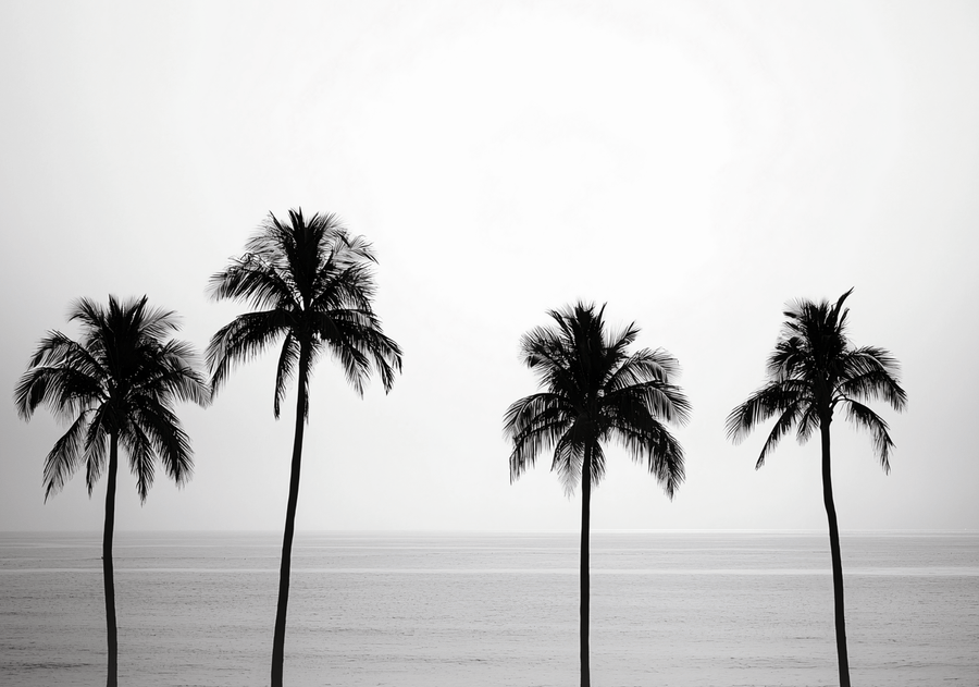 Paradise Palm Ocean Photograph