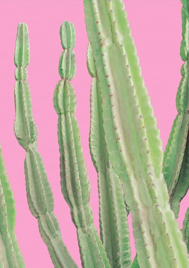 Peruvian Apple Cactus Pop Art By Tom Windeknecht