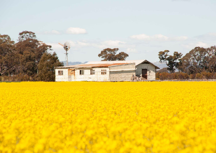 Shearing Shed In Canola Field Landscape By Steve Scott