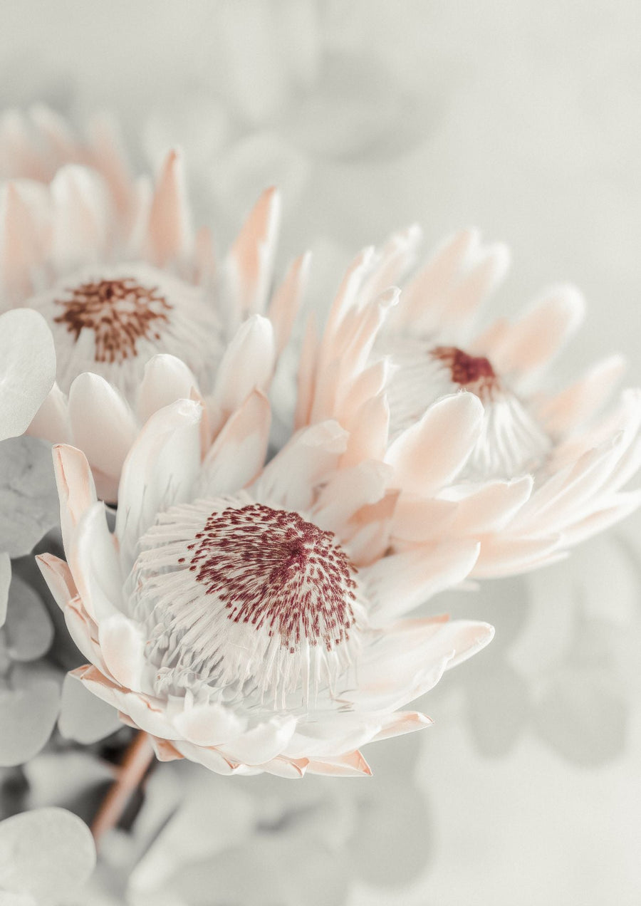 Soft Protea Bloom