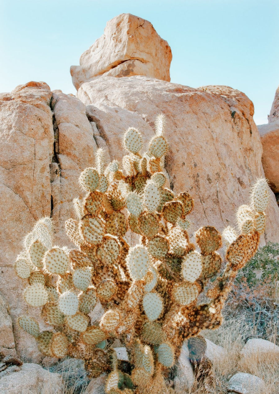 Summer Time Cactus Photograph