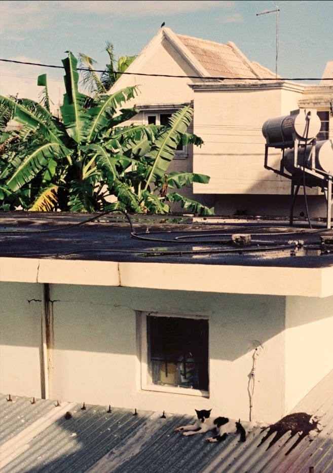 Tin Roof Cat By byDai