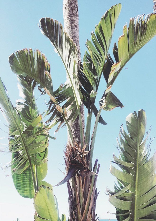 Tropical Large Greens by Hope Bainbridge