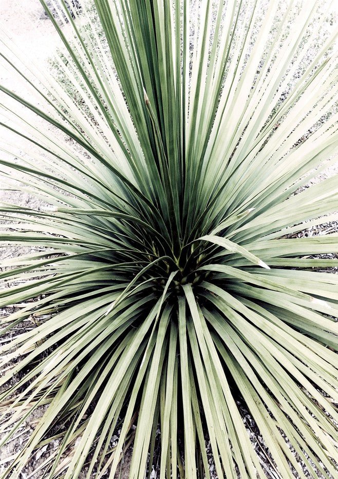 Tropical Long Greens by Hope Bainbridge