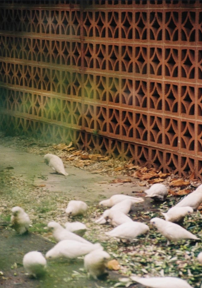 Driveway Birds, ByDai