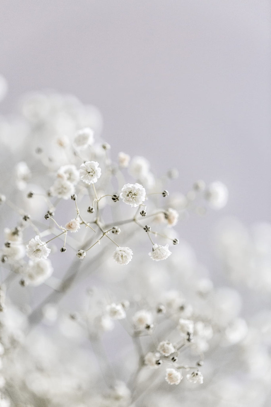 White Breath Flowers By Mareike Böhmer | Art & Canvas Print