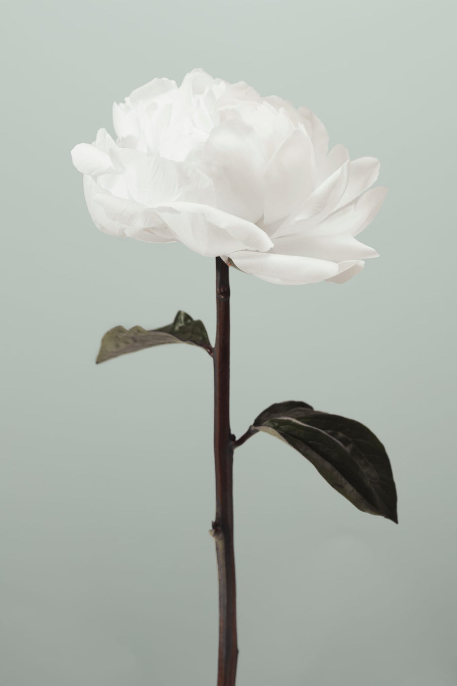 Serene White Blossom By Pictufy Studio III | Art & Canvas Print