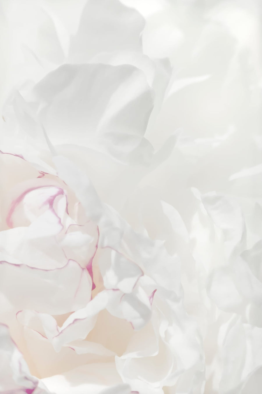 Soft Peony Petals By Pictufy Studio III | Art & Canvas Print