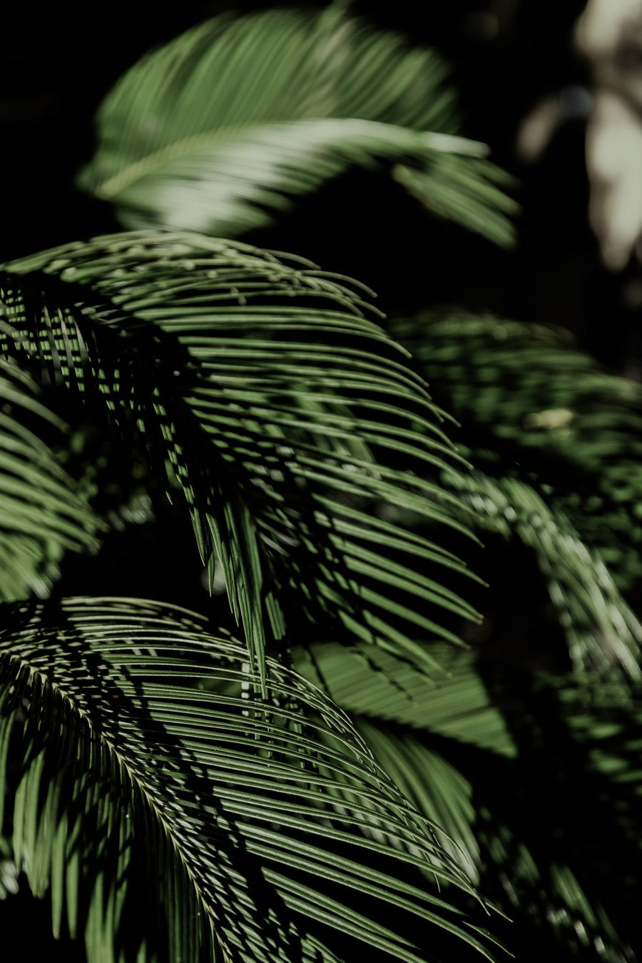 Botanical Dream By Mareike Böhmer | Art & Canvas Print