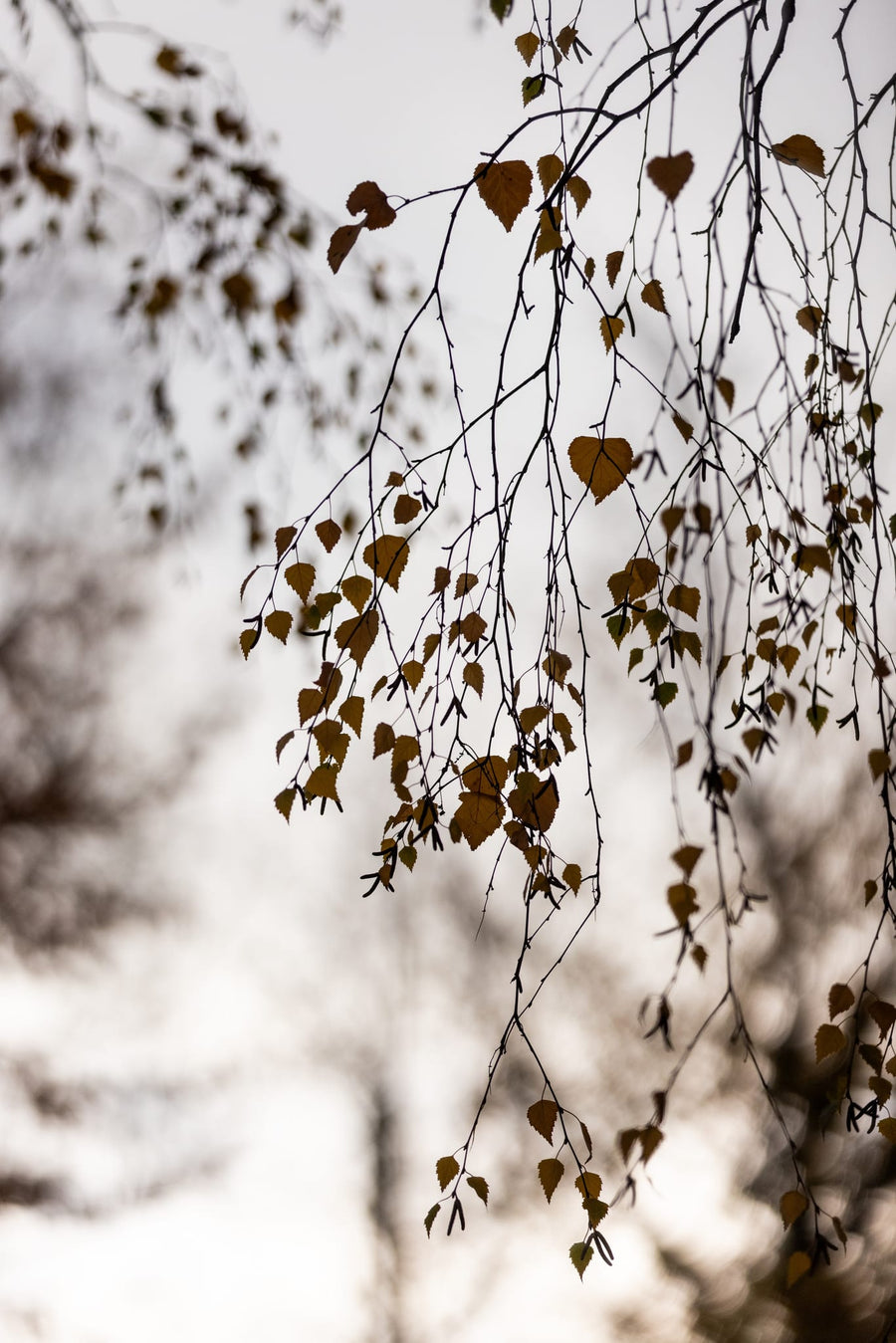Autumn Glow By Mareike Böhmer | Art & Canvas Print