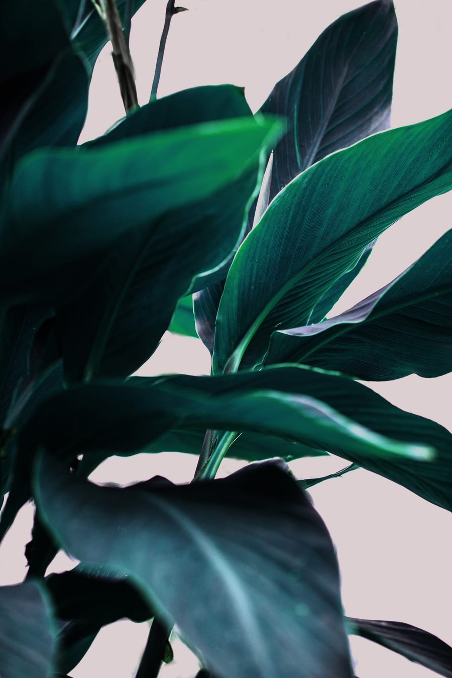 Elegance Of Tropical Leaves By Mareike Böhmer | Art & Canvas Print