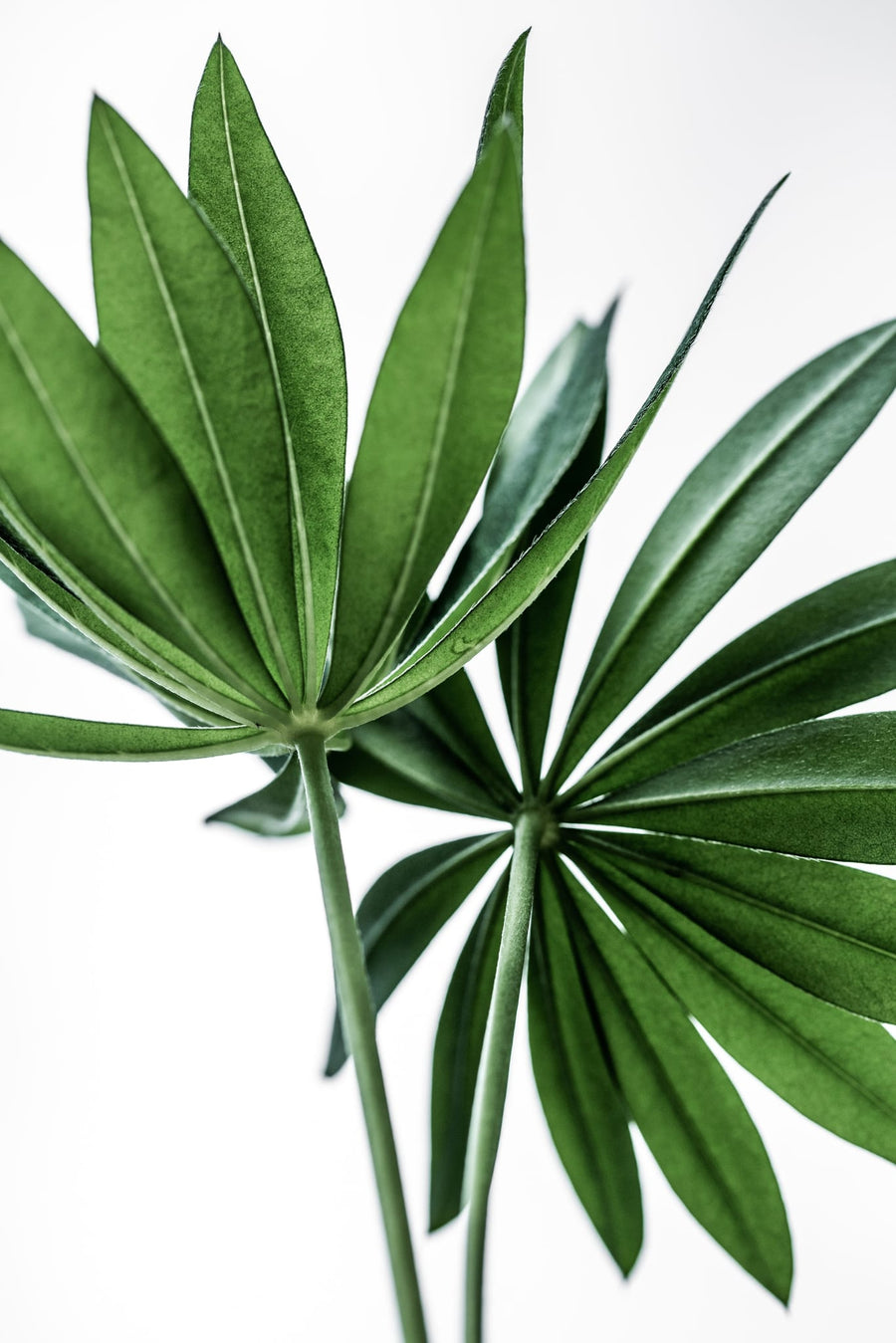 Green Leaves By Mareike Böhmer | Art & Canvas Print