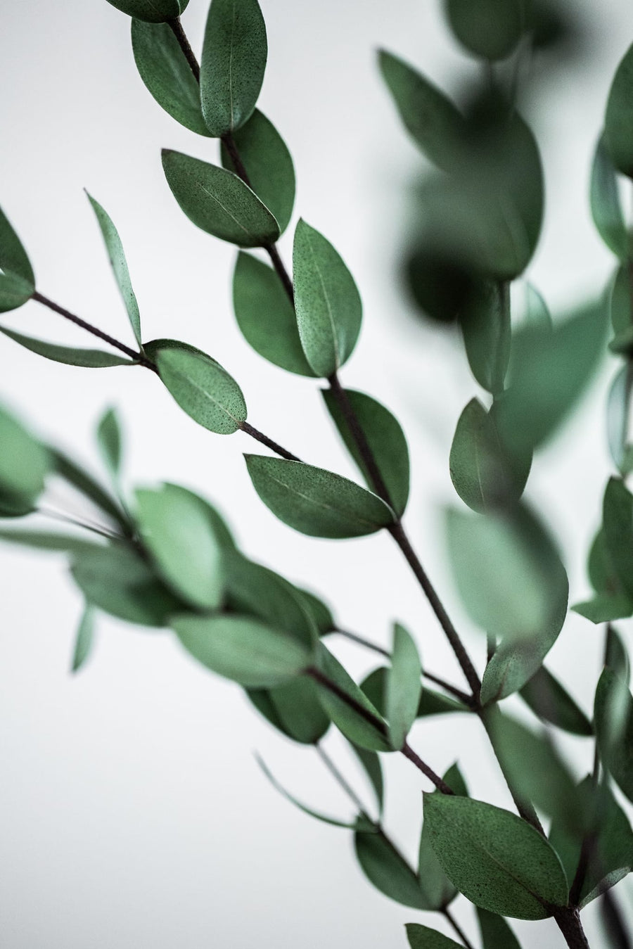 Green Eucalyptus Branches By Mareike Böhmer | Art & Canvas Print