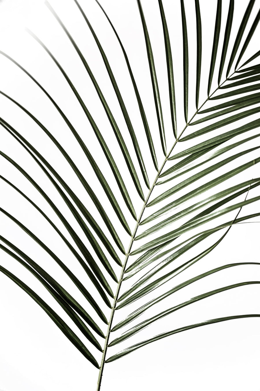 Vibrant Green Palm Leaf By Mareike Böhmer | Art & Canvas Print