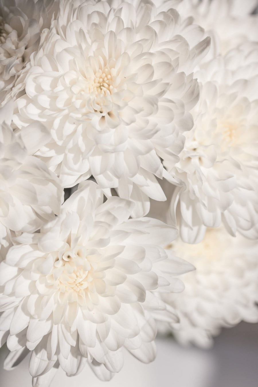White Flowers 2 By Mareike Böhmer | Art & Canvas Print