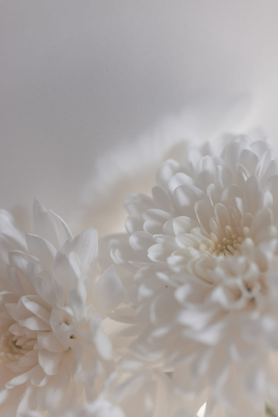 White Flowers 3 By Mareike Böhmer | Art & Canvas Print