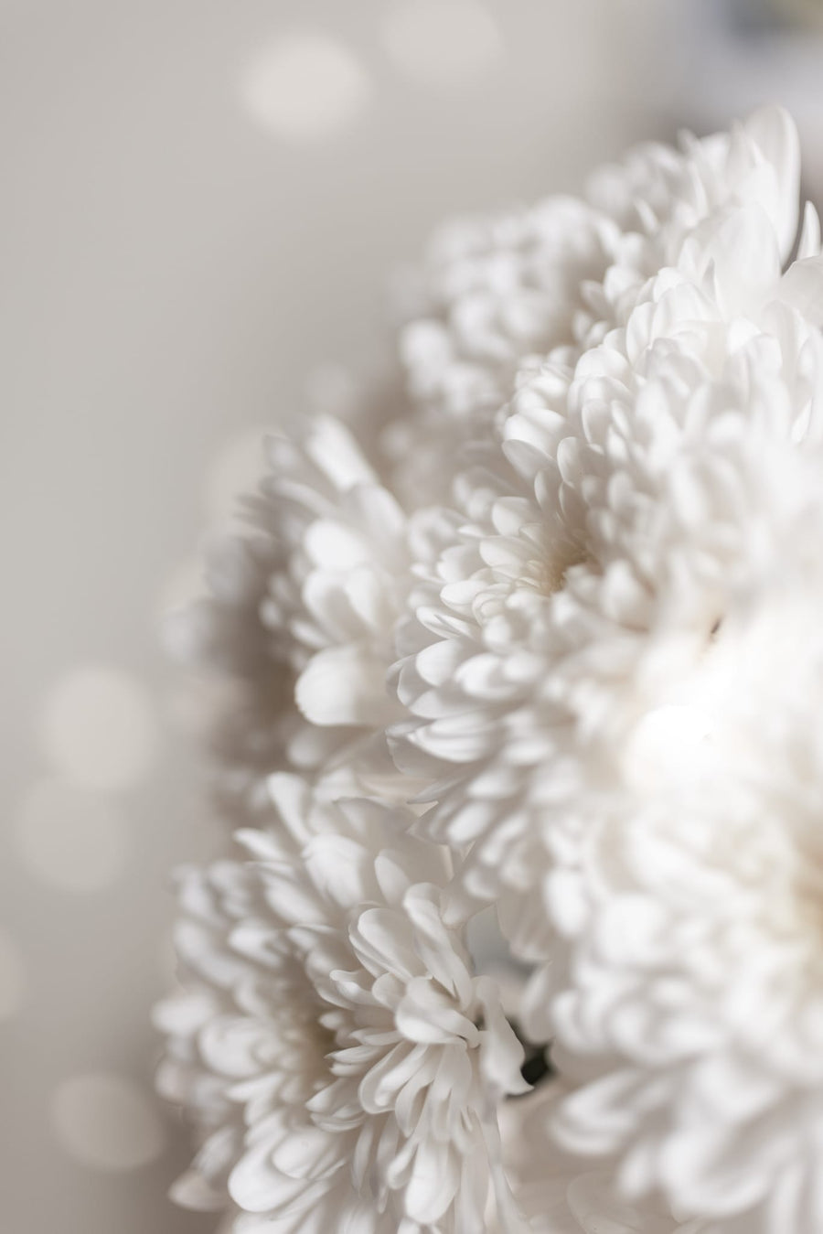 White Flowers By Mareike Böhmer | Art & Canvas Print