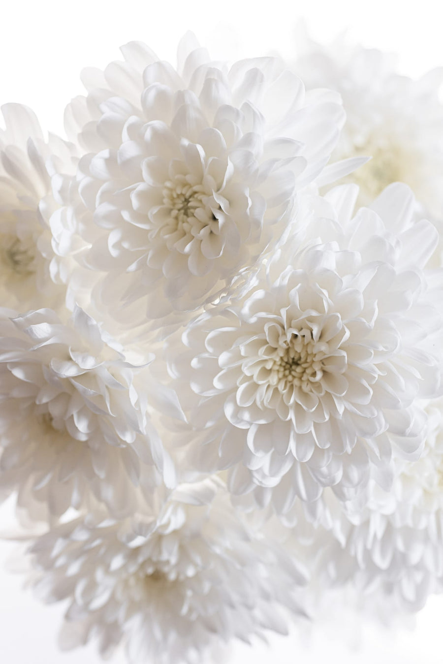 White Flowers 1 By Mareike Böhmer | Art & Canvas Print