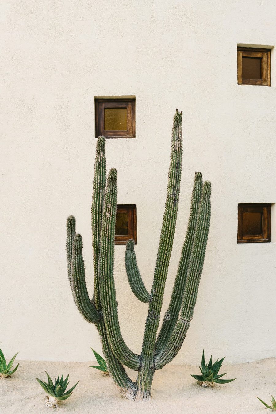 Desert Cactus Garden By Bethany Young | Art & Canvas Print