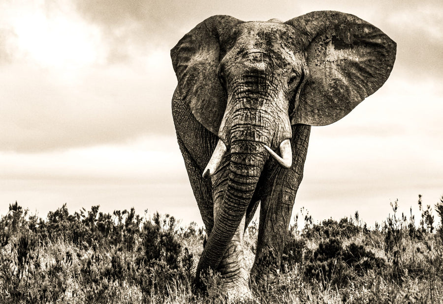 Majestic African Elephant By Heinrich Carstens | Art & Canvas Print