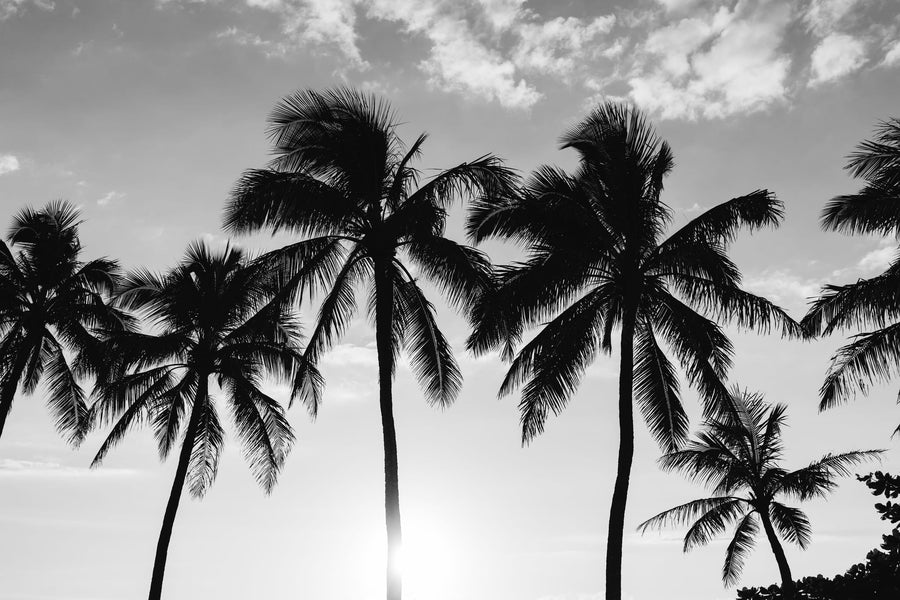 Tropical Sunset Palms By Bethany Young | Art & Canvas Print