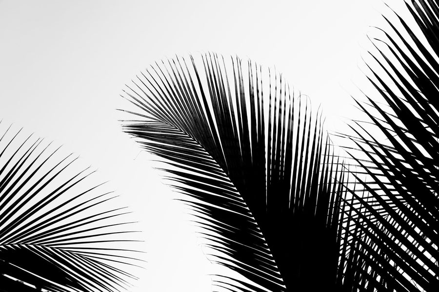 Tropical Palm Shadows By Photolovers | Art & Canvas Print