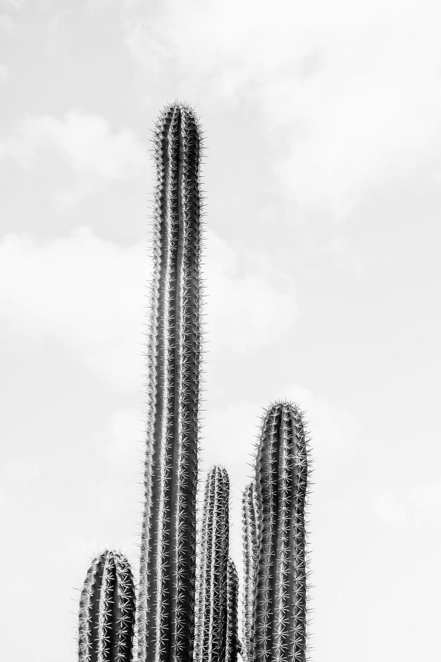 Tall Desert Cacti By Photolovers | Art & Canvas Print