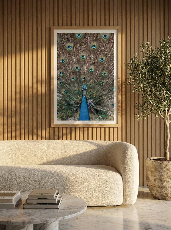 Vibrant Peacock Display By Photolovers | Art & Canvas Print