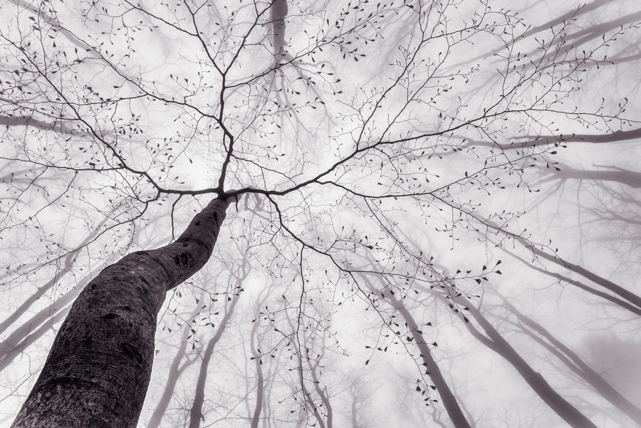Winding Tree in Mist By Tom Pavlasek | Art & Canvas Print