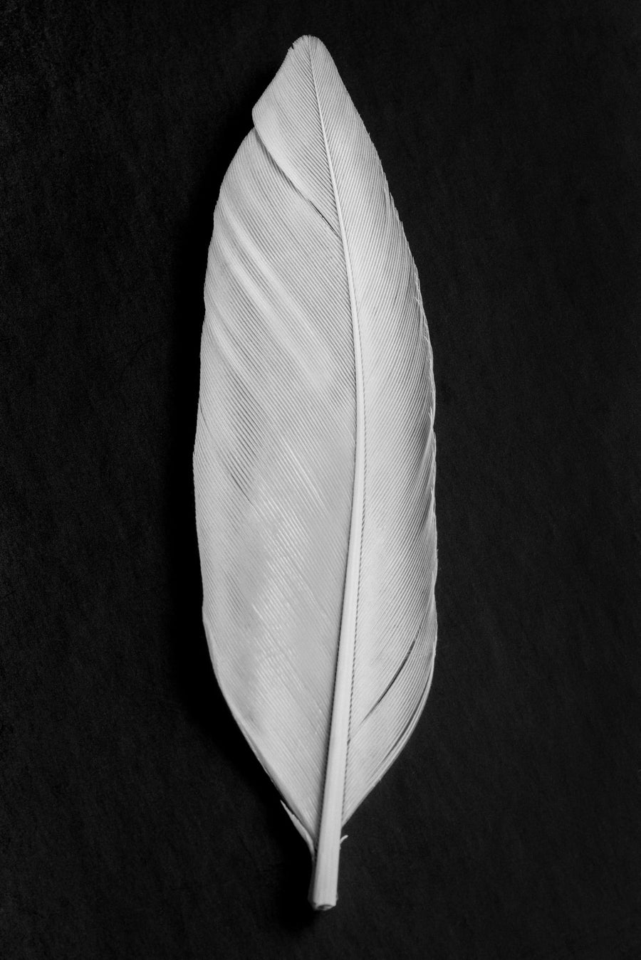 Elegant White Feather By Pictufy Studio III | Art & Canvas Print