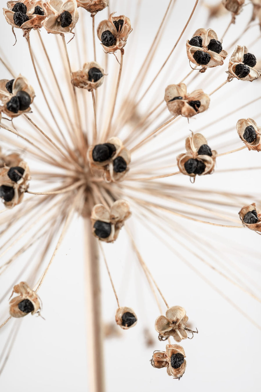 Delicate Allium Seed Pods By Pictufy Studio III | Art & Canvas Print