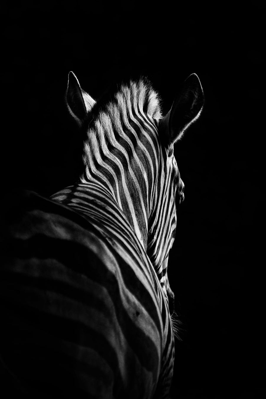 Elegant Zebra Stripes By Christian Meermann | Art & Canvas Print