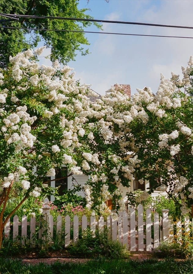 A Canopy of White Flowers by Bethany Young