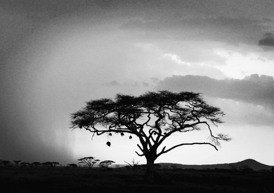 Africa Storm by Nicole Hunter