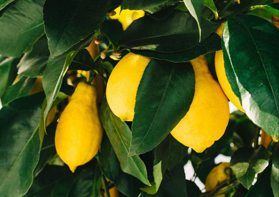 Amalfi Coast Lemons  By Bethany Young