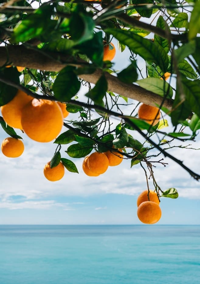 Amalfi Coast Oranges IV   By Bethany Young