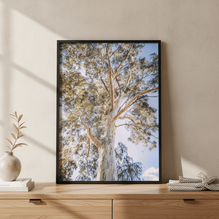 Australian Bush Gum Tree Photography wall-art-picture-poster