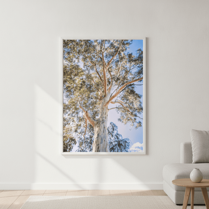 Australian Bush Gum Tree Photography wall-art-picture-poster