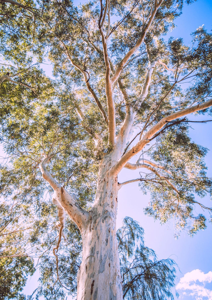 Australian Bush Gum Tree Photography
