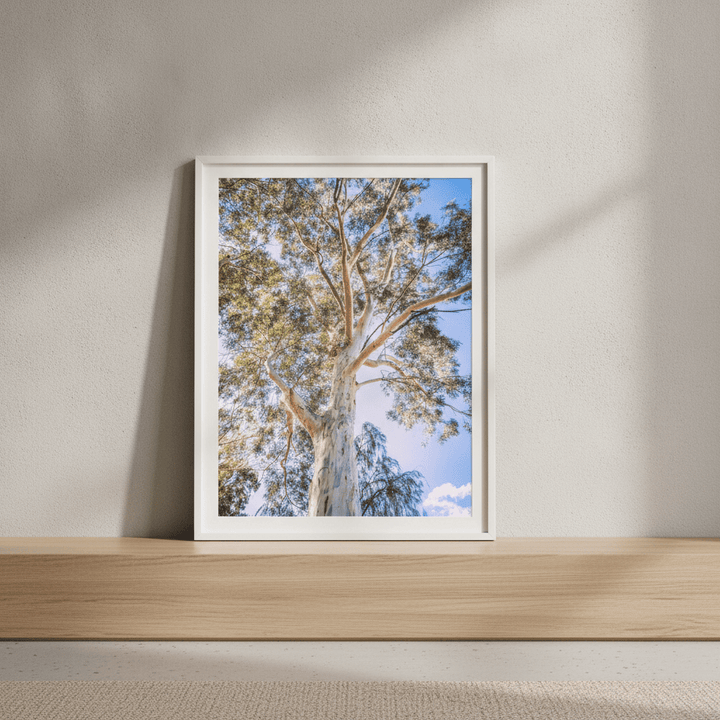 Australian Bush Gum Tree Photography wall-art-picture-poster
