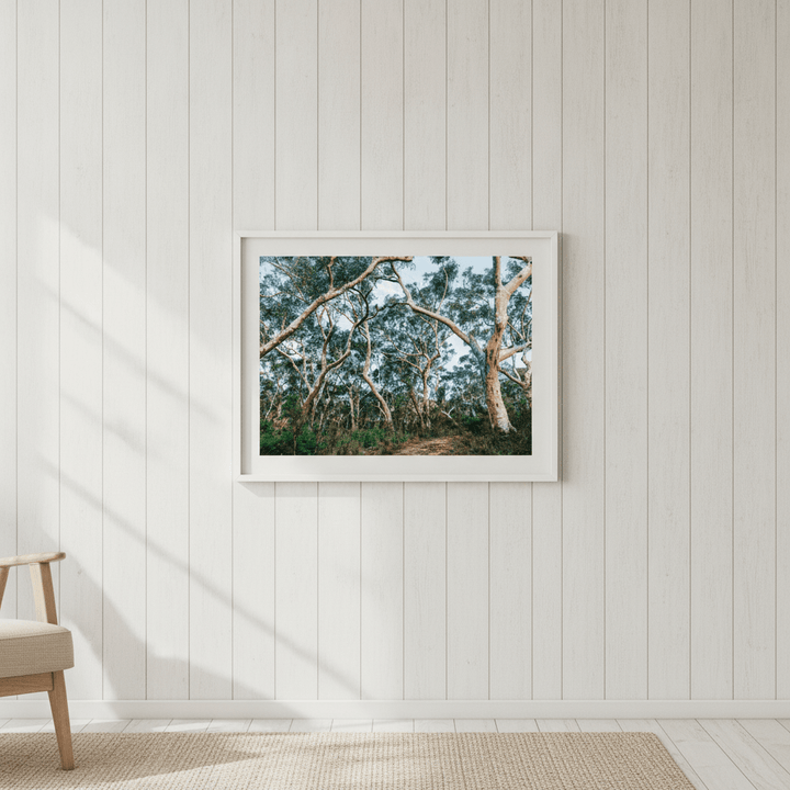 Australian Bush Photography Wall Art wall-art-picture-poster
