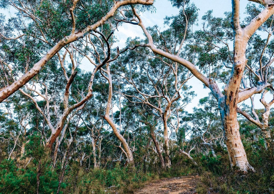 Australian Bush Photography Wall Art