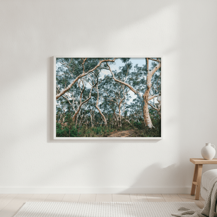 Australian Bush Photography Wall Art wall-art-picture-poster