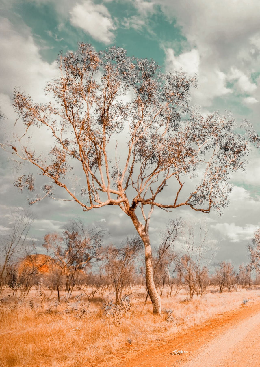 Australian Bush Tree Portrait Photograph