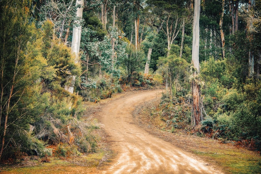 Australian Bush Trek Photograph Art