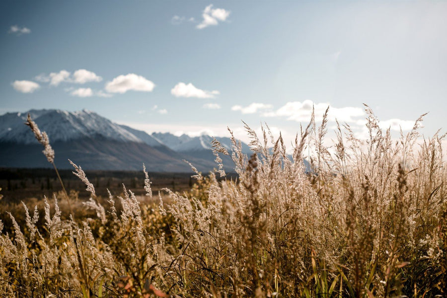 Autumn Light by Cordula Schaefer